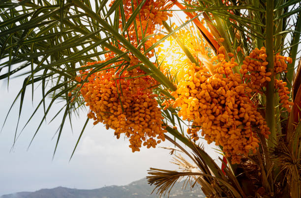 What Are The Pros And Cons Of Having A Date Palm In Your House Front Yard According To Vastu?