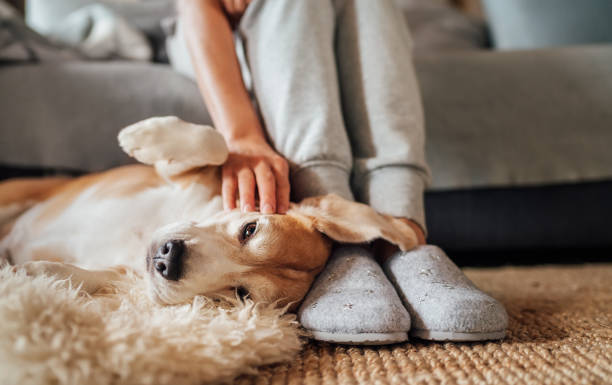 What Are The Benefits Of Keeping Pets At Home According To The Vastu Shastra?