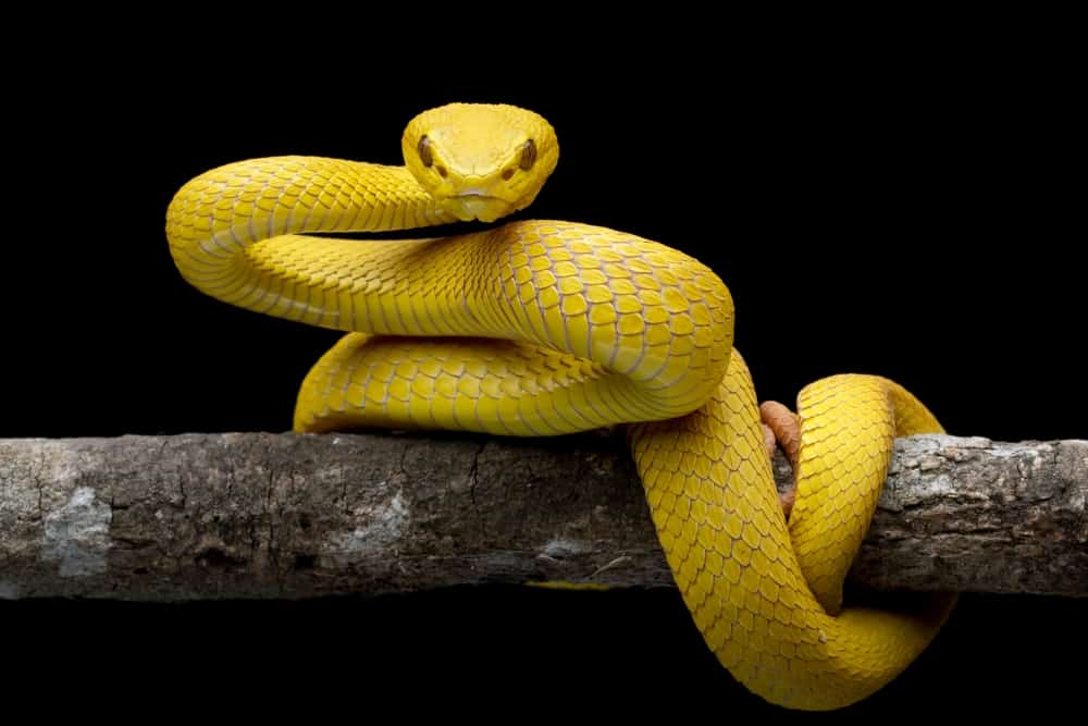 Discover the Impacts of Dreaming A Yellow Snake Have on Your Life